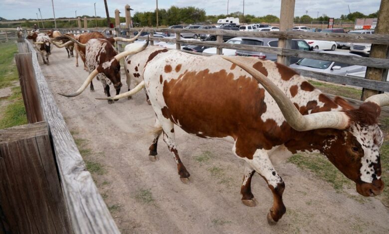 Se reporta presunto caso de devastador parásito del ganado en el sur de Texas Se reporta presunto caso de devastador parásito del ganado en el sur de Texas